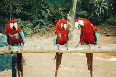 Parrot perching on wood in zoo