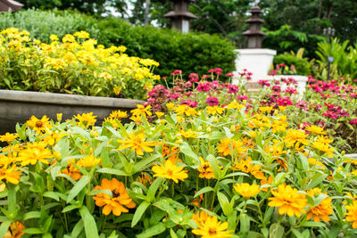 Close-up of yellow flowering plants in park