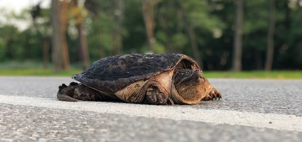 Close-up of a lizard on the road