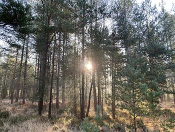 Trees in forest against bright sun