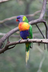 Close-up of parrot perching on branch