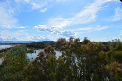 Plants growing on land against sky