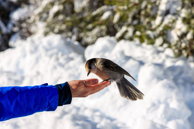 Grey jay perisoreus canadensis feeding from hand