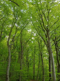 Low angle view of trees in forest