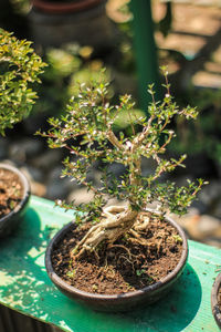 Close-up of potted plant on table