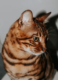 Close-up of a cat looking away