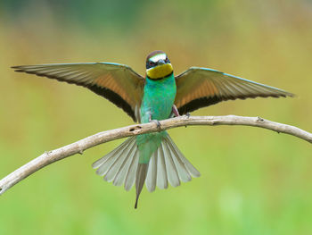 Close-up of bird on branch against blurred background