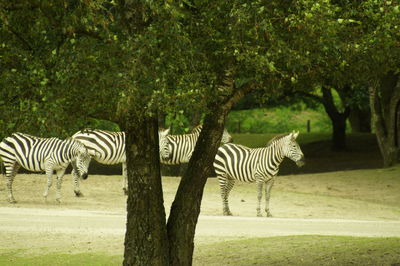 Zebras standing on grass field at forest