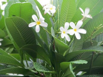 Close-up of frangipani blooming outdoors