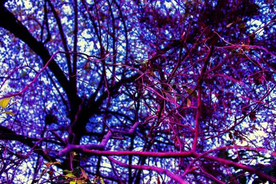 Low angle view of flowers on tree