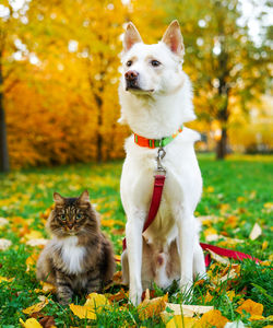 Portrait of a dog and cat sitting close to each other