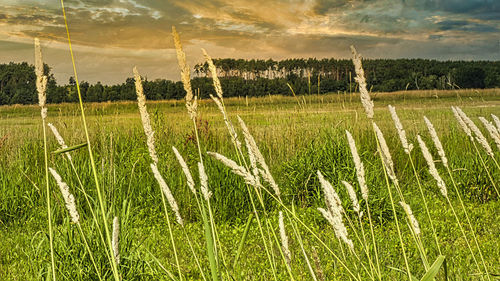 Scenic view of grassy field against sky