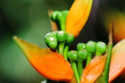 Close-up of wet orange flower