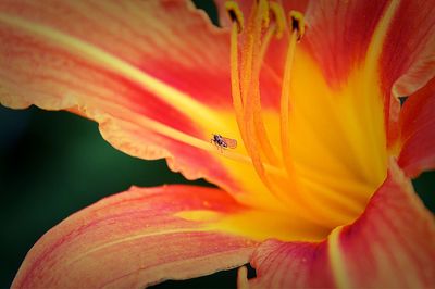 Close-up of yellow flower