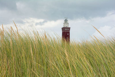 High beach grass in the foreground and the 56 meter high angular west head lighthouse in ouddorp 