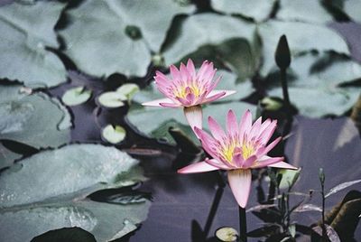 Close-up of lotus water lily in pond