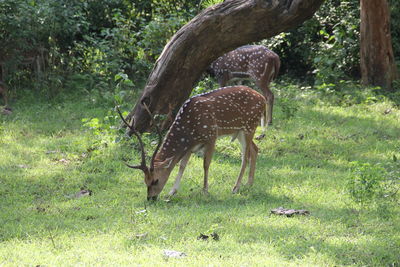 Deer in a field