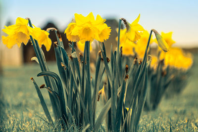 Close-up of yellow daffodil flowers on field