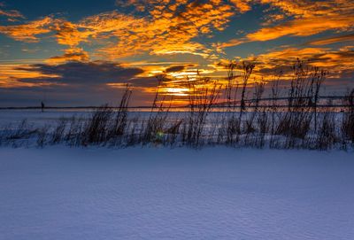 Snow covered plants against sky during sunset