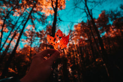 Cropped hand holding autumn leaf