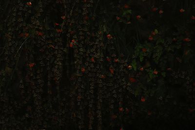 Full frame shot of red flowering trees on field