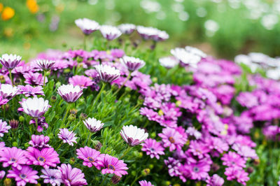 Close-up of purple flowering plants on field