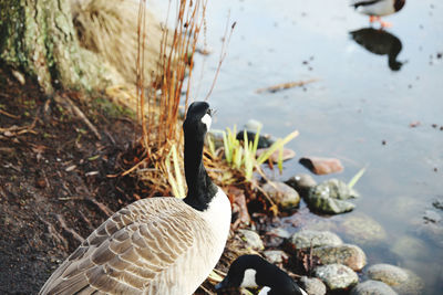 High angle view of a vanada goose in lake