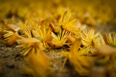 Close-up of yellow flower