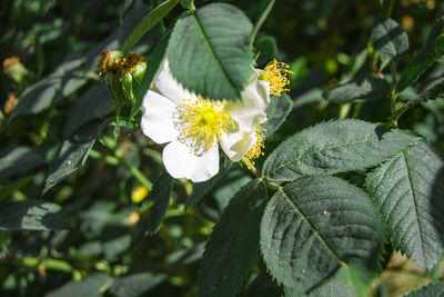 Close-up of yellow flowering plant