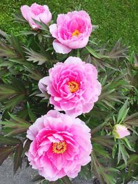 High angle view of pink rose flower