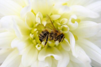 Close-up of insect on white flower