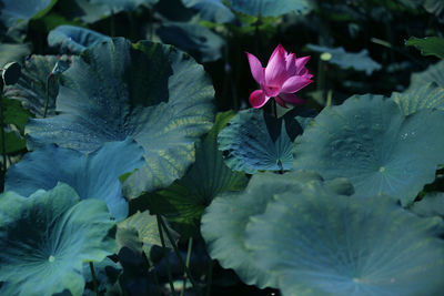 Close-up of lotus water lily in pond