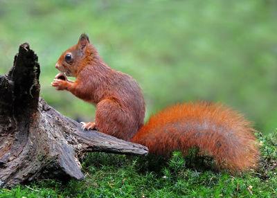 Close-up of squirrel eating grass