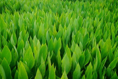 Full frame shot of crops growing on field