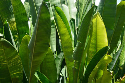 Close-up of palm tree leaves