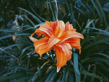 Close-up of orange flower growing outdoors