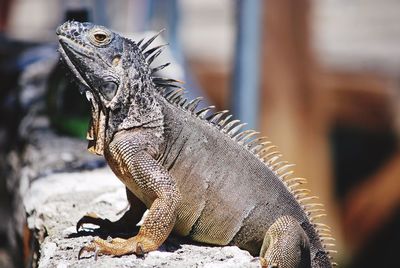 Close-up of iguana on rock