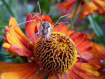 Spider with long legs on a bright flower