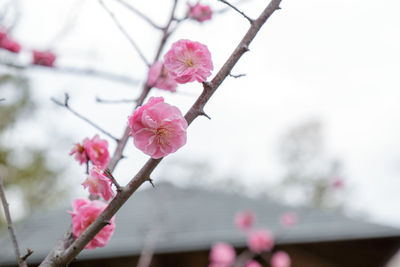 Close-up of pink cherry blossom