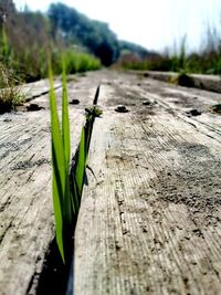 Close-up of plant growing on field against sky