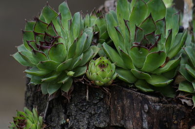 Close-up of succulent plant