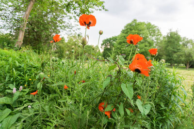 Close-up of flowers growing on plant against sky