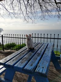 Cat looking away while standing on railing against sky