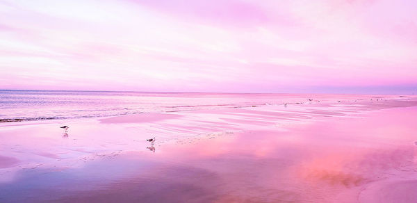 Minimalist beach landscape in pink at sunrise on beach with seagull. 