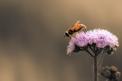 Close up of little bee sitting on grass flower