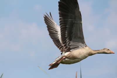 Low angle view of seagull flying against sky