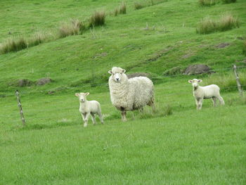 Sheep grazing on field