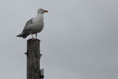 Low angle view of seagulls perching on railing