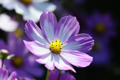 Close-up of pink flower blooming outdoors