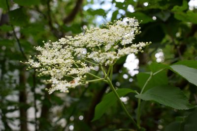 Close-up of white flowering plant